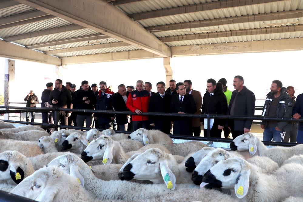 Sivas’ta Üreticiye 7 Milyon TL’lik Koyun-Koç Desteği