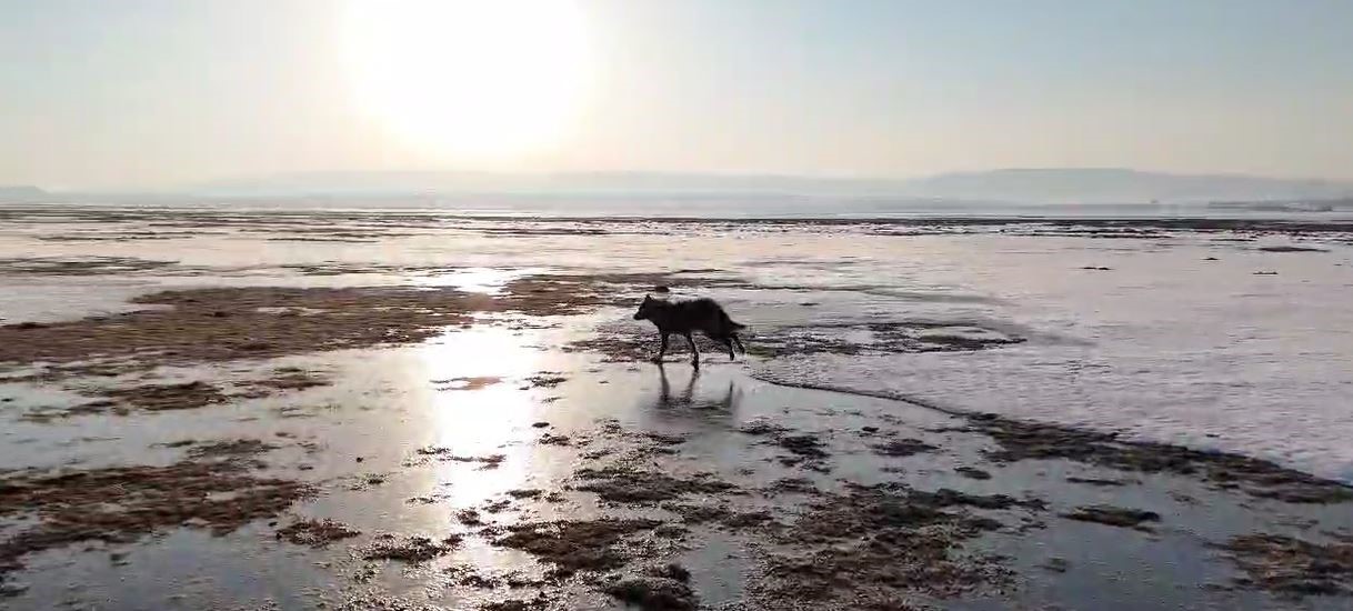 Sivas’ta Kurtlar Yerleşimlere Yaklaştı: Uzmanlardan Uyarı