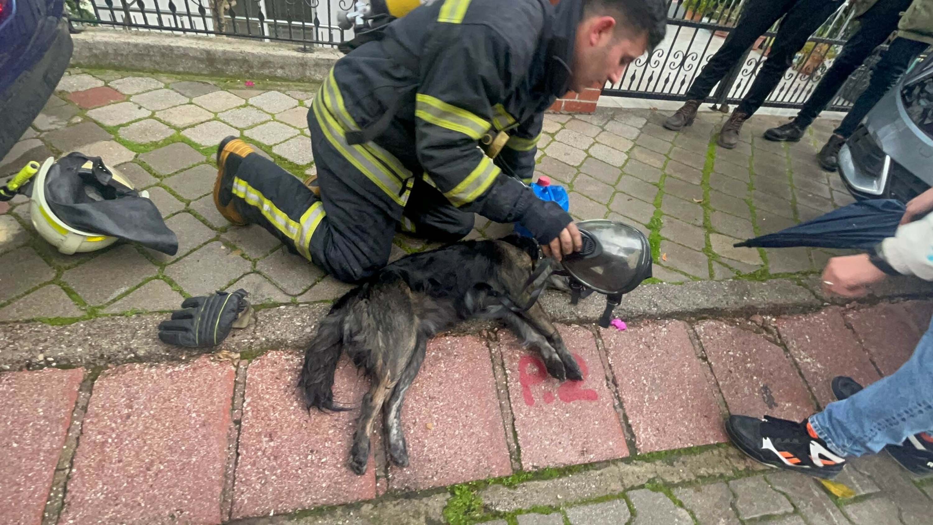 Yangında yaralana köpek kalp masajıyla yaşama döndürüldü