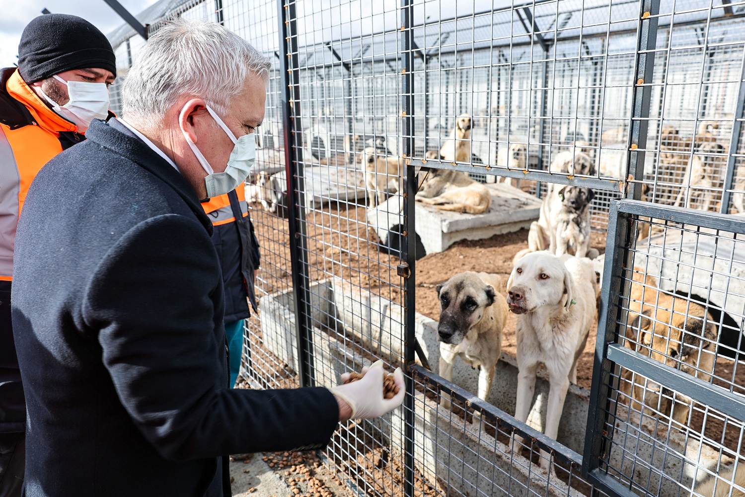 Sivas’ta Sokak Hayvanlarına Kış Hazırlığı