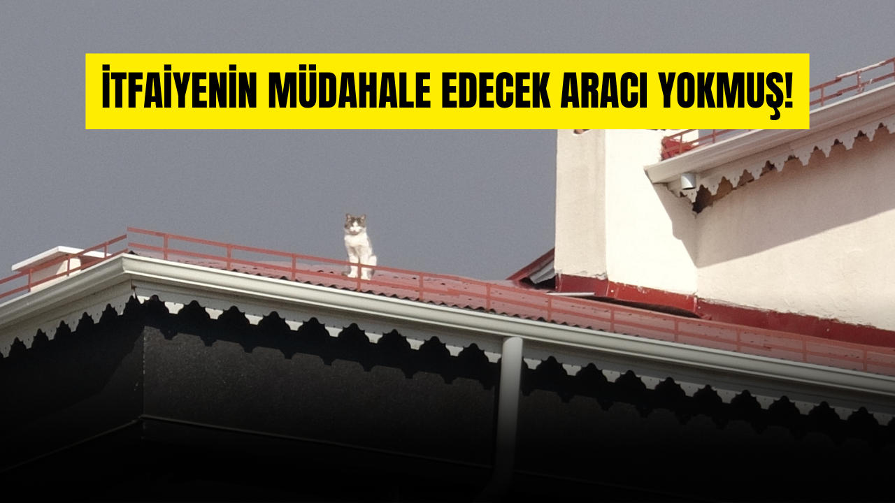 Sivas’ta Mahsur Kalan Kedi Çatıda Ölüme Terk Edildi