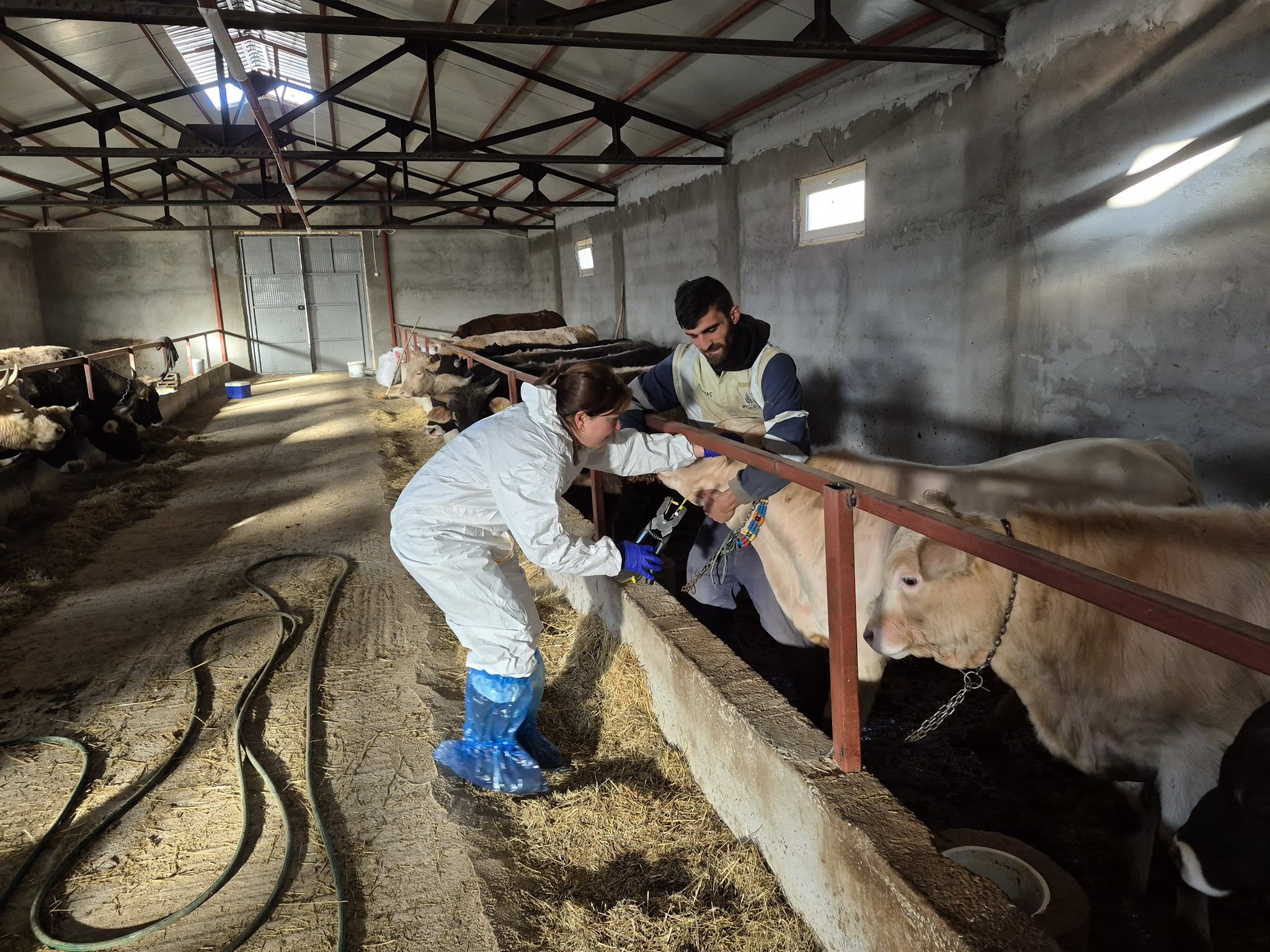 Şap Riskine Karşı Sivas Ayakta!