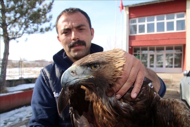 YARALI KARTAL TEDAVİ ALTINA ALINDI
