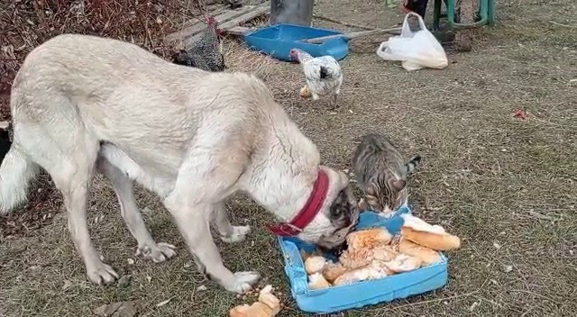 Ekmek kavgası bitti, kediler ve köpekler dost oldu