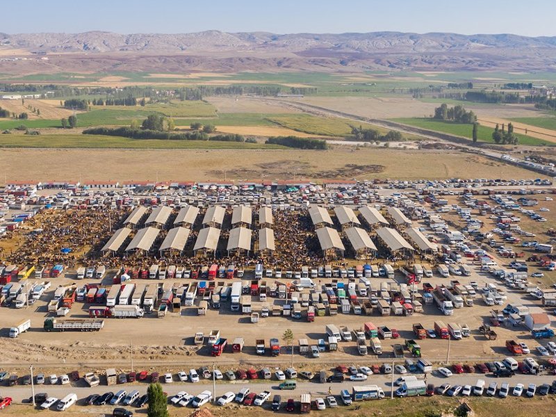 Türkiye'nin En Büyük Hayvan Pazarı Yeniden Açılıyor