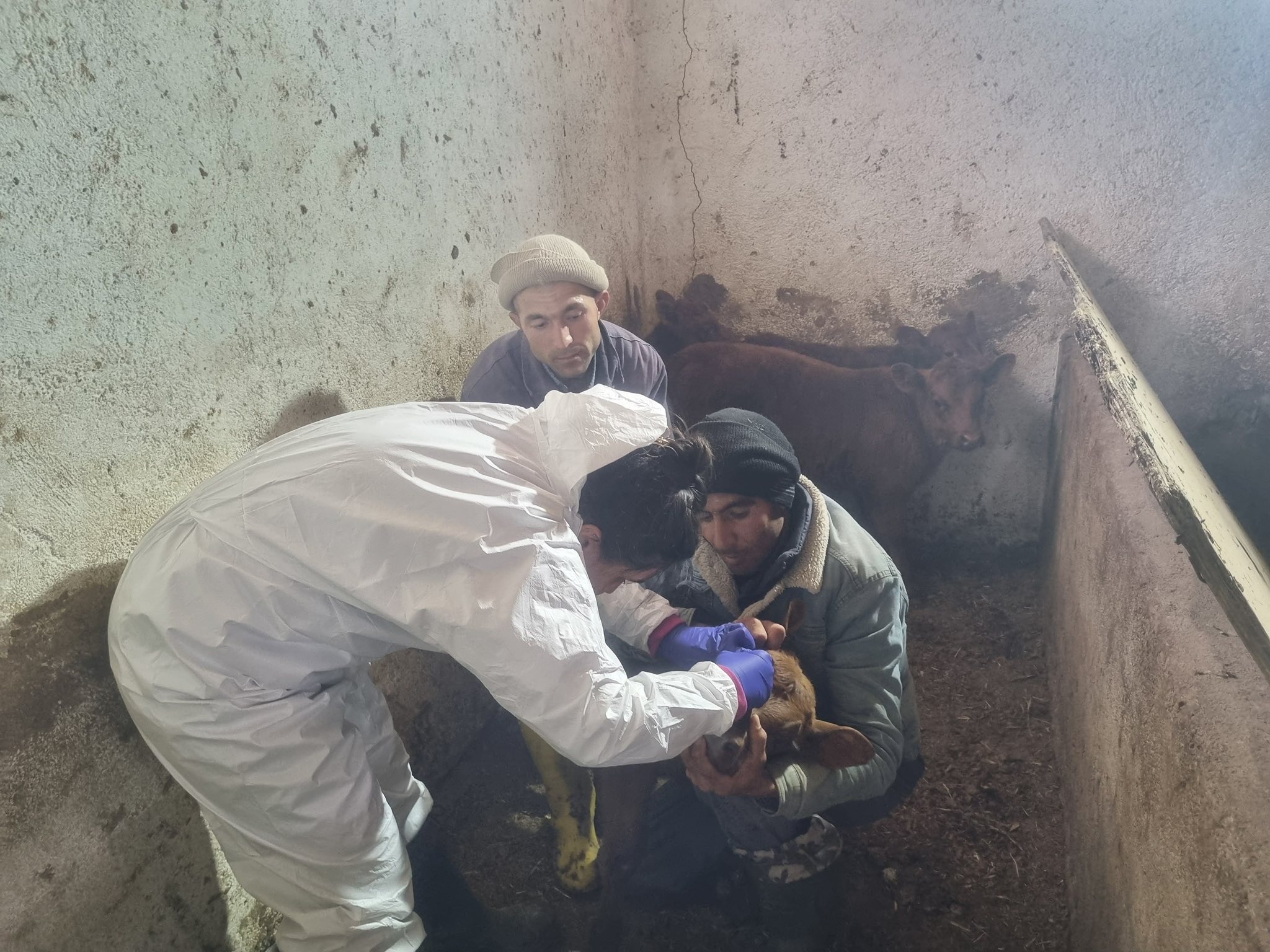 Sivas’ta hayvan sağlığı için rapel seferberliği