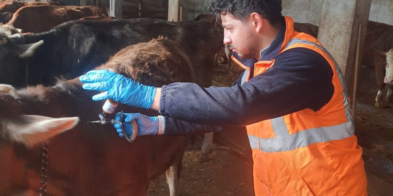 Sivas’ta Büyükbaş Hayvanlarda Rapel Aşılama Devam Ediyor