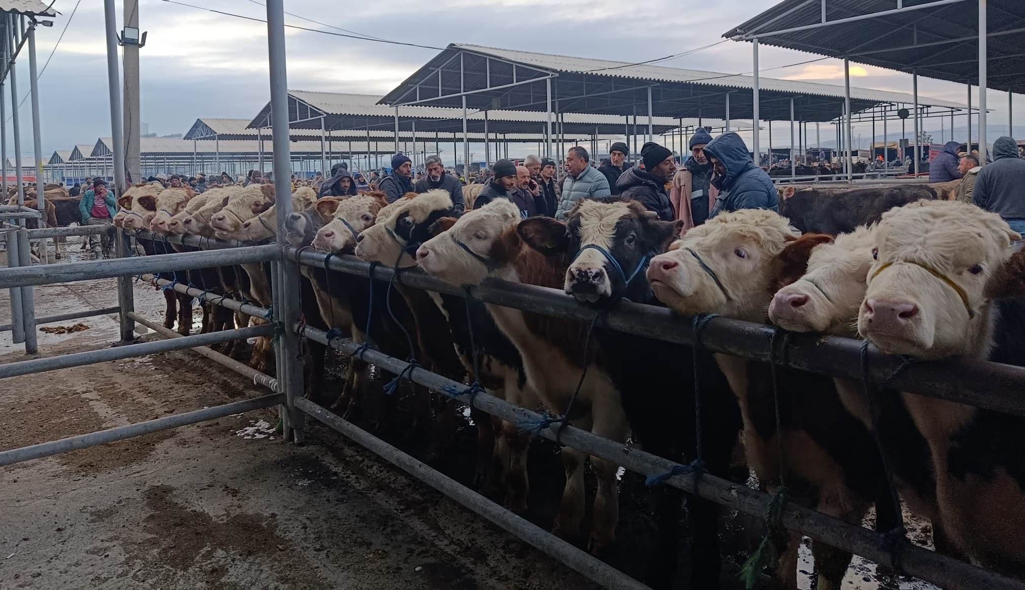 Sivas’ta Hayvan Pazarı Açıldı, Üretici Rahatladı