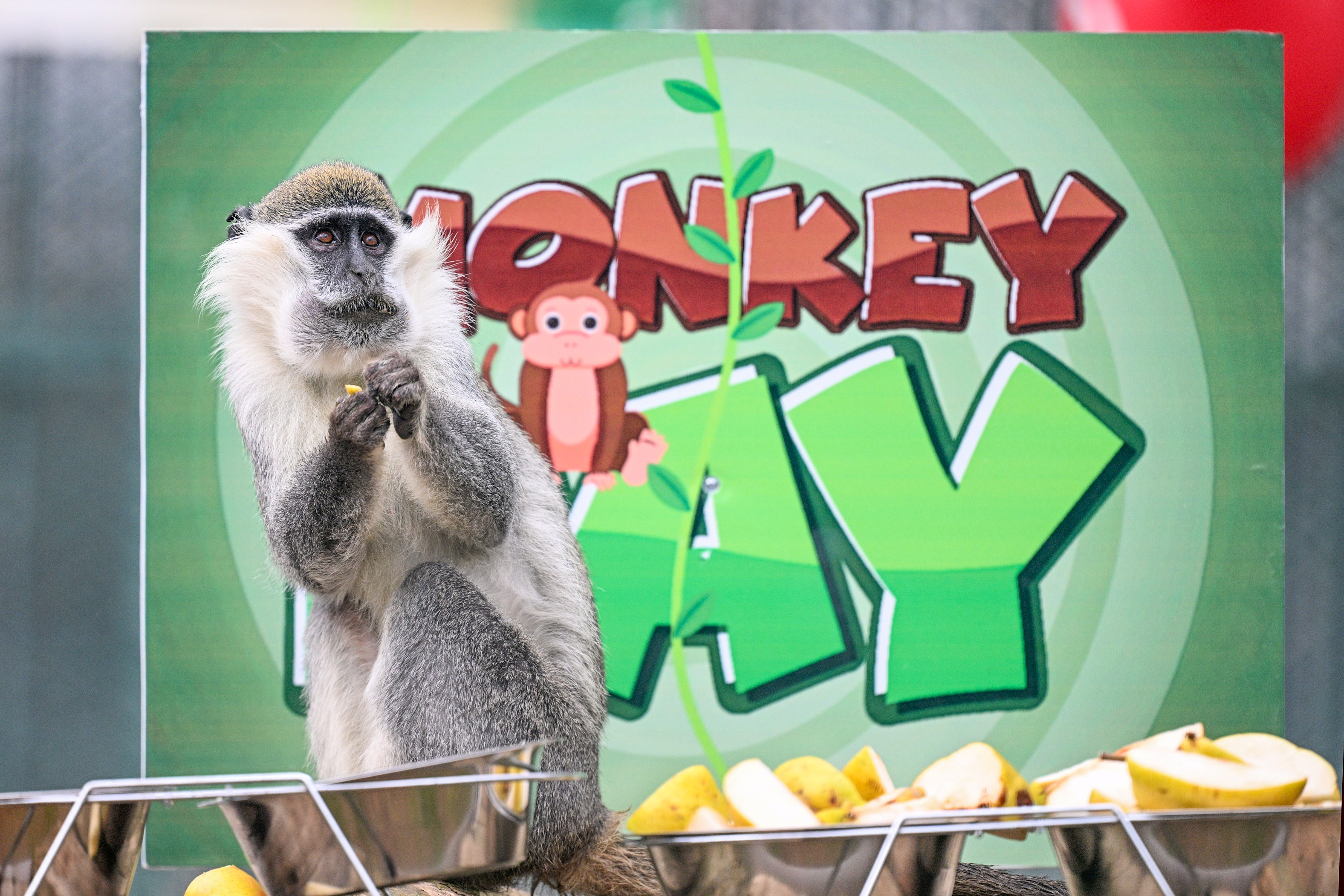 Maymun Günü Muz Partisiyle Kutlandı! Fotoğrafları Görmeniz Lazım