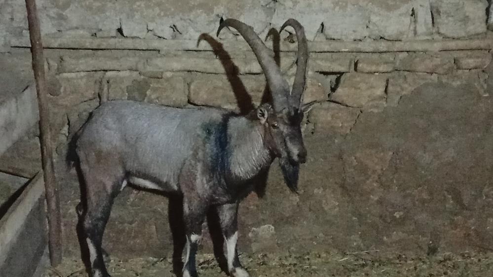 Sivas Gürün’de Yaralı Dağ Keçisi Koruma Altına Alındı