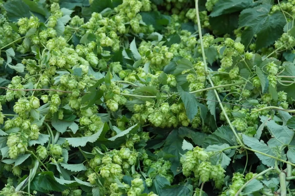 Türk çiftçisi görmüyor, Avrupa altın değerinde satıyor