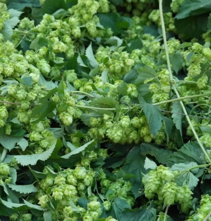 Türk çiftçisi görmüyor, Avrupa altın değerinde satıyor