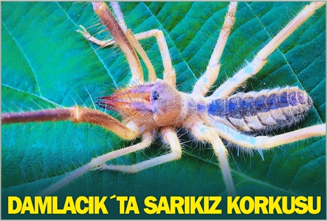 DAMLACIK´TA SARIKIZ KORKUSU