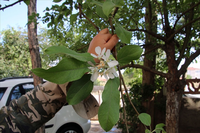 DALINDA MEYVESİYLE ÇİÇEK AÇTI