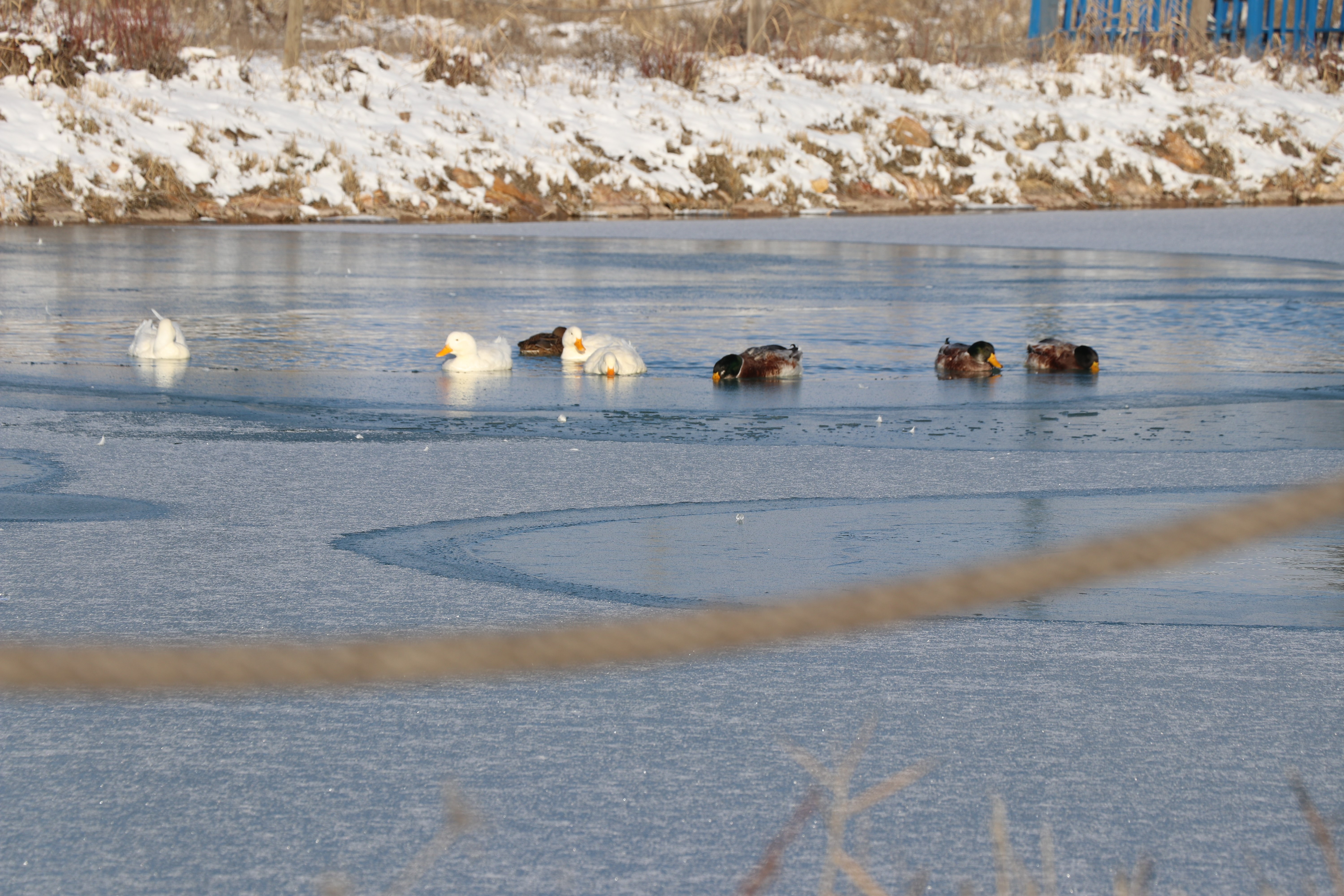 Sivas’ta Hava Eksi 10’u Gördü, Gölet Dondu