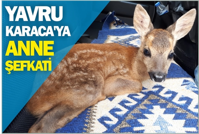 YAVRU KARACA´YA ANNE ŞEFKATİ