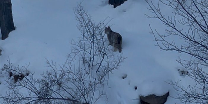 Sivas’ta aç kalan Vaşak karayolu kenarında görüntülendi