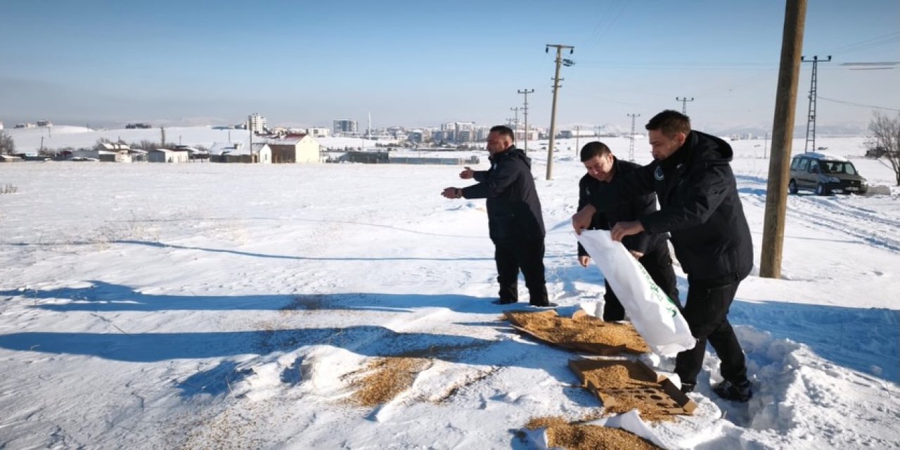 Sivas’ta soğuk havada doğaya şefkat eli