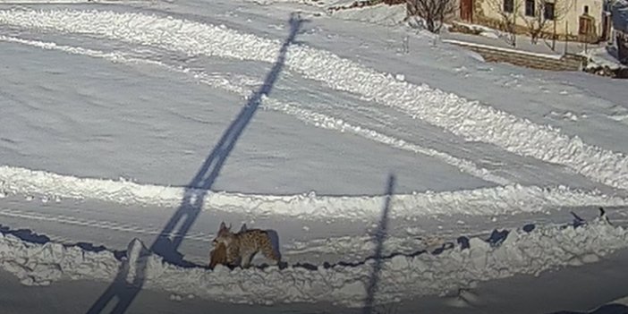 Sivas'ta belgeselleri aratmayan görüntü