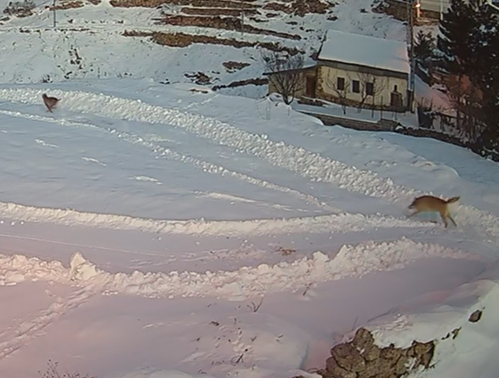 Dün Avcıydı Bugün Av Oldu