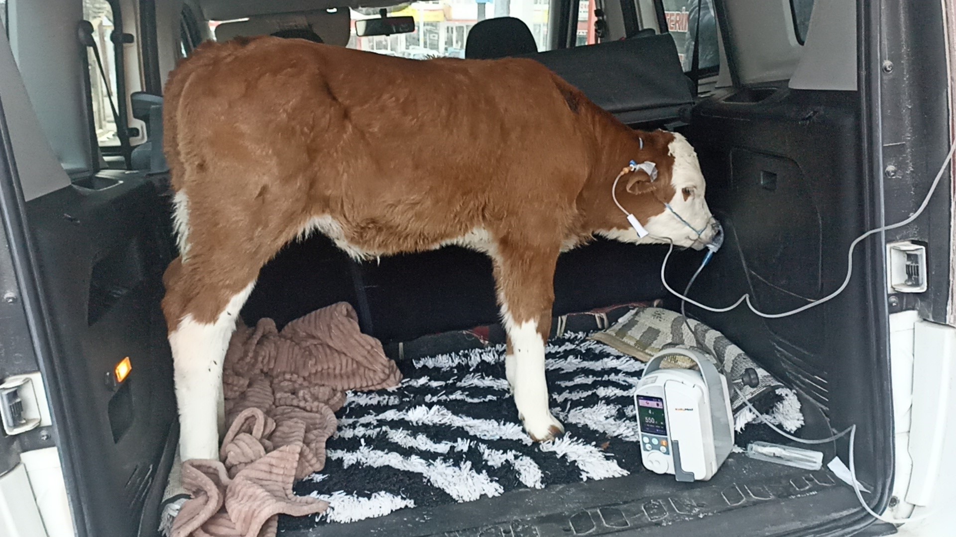 Sivas'ta Dumandan Zehirlenen Buzağıya Bagajda Tedavi