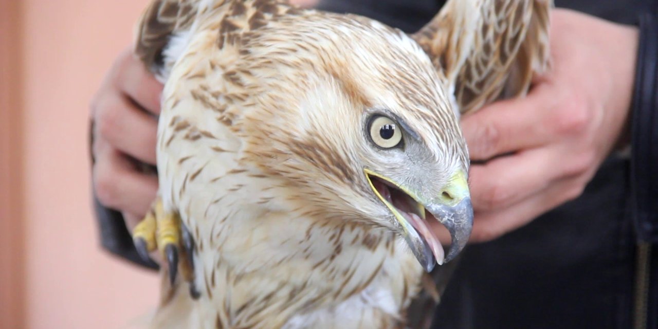 Sivas’ta hasta kızıl şahin ekiplerin müdahalesiyle kurtarıldı