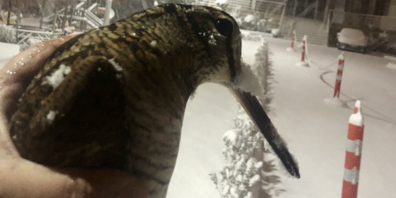 Donmak üzere olan 'çulluk' kuşuna hayat verdiler