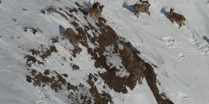 Sivas'ta yaban hayatı için doğaya yem bırakıldı
