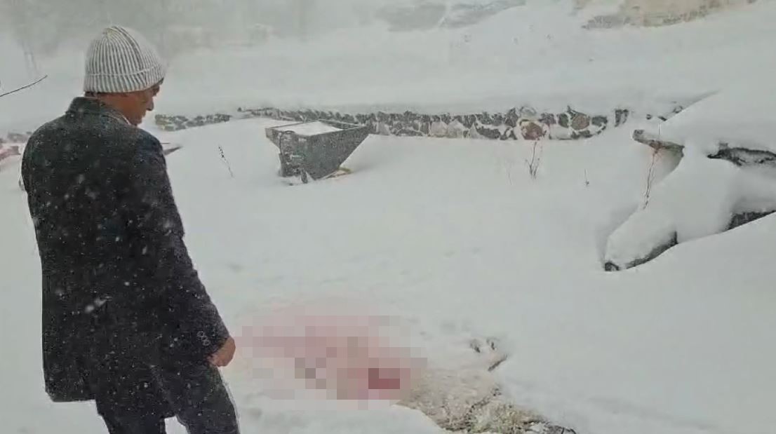 Sivas’ta Kurt Dehşeti