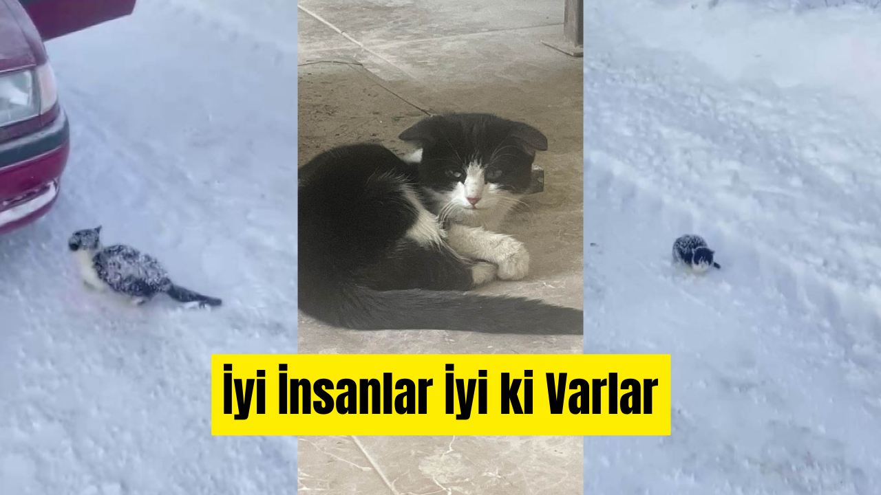 Sivas'ta İyilik Kazandı, Donmak Üzere Olan Kedi Kurtarıldı