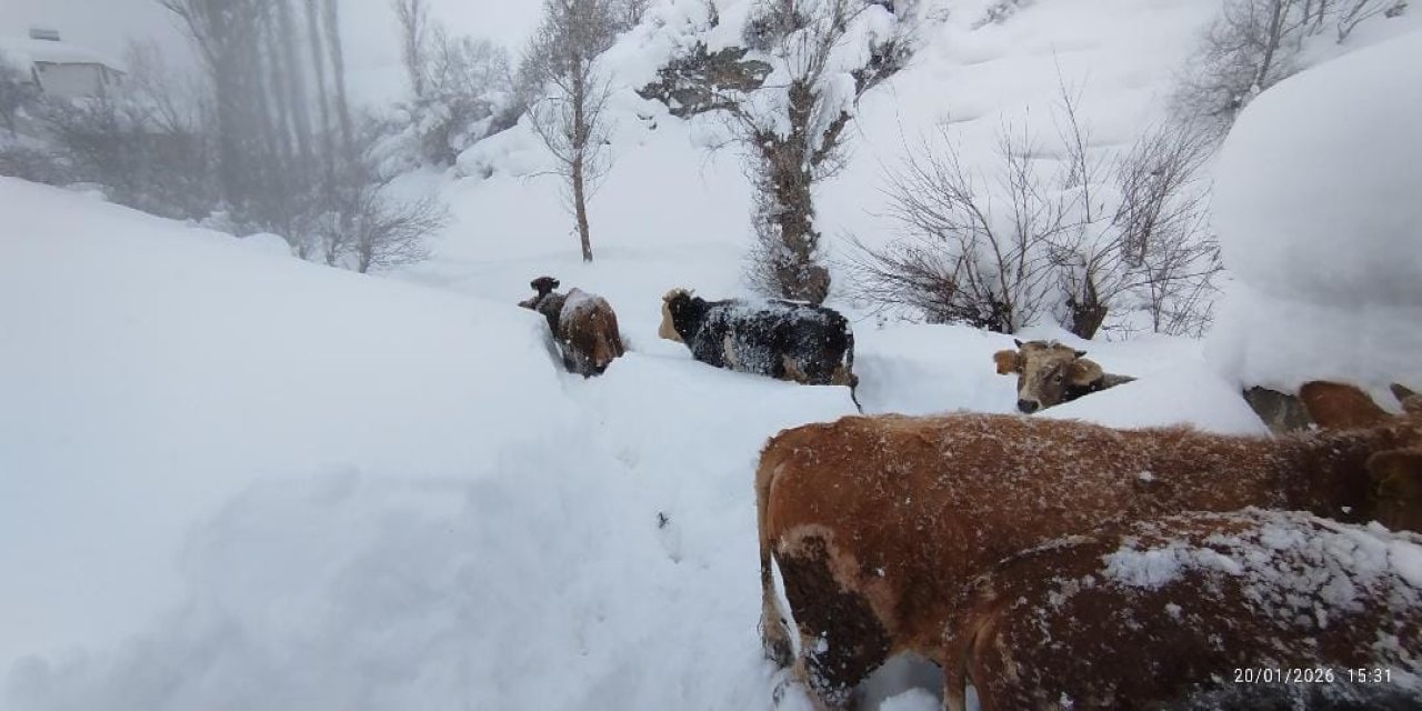 Sivas’ta karla zorlu mücadele: Hayvanlar tünellerden suya ulaştırılıyor
