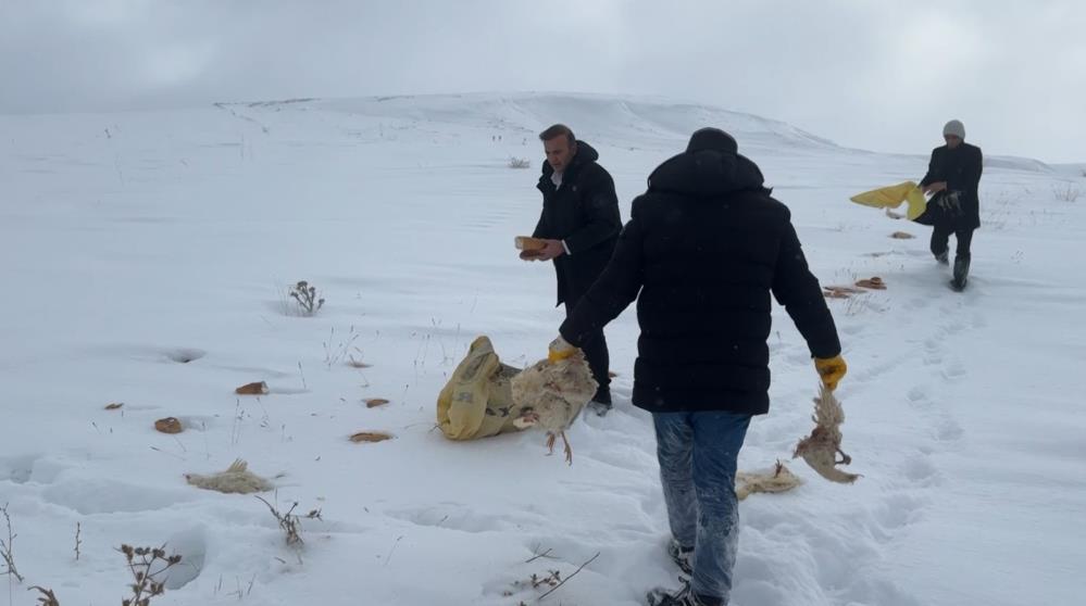 Sivas’ta gece kabusu: Kurtlar yerleşim alanına girdi