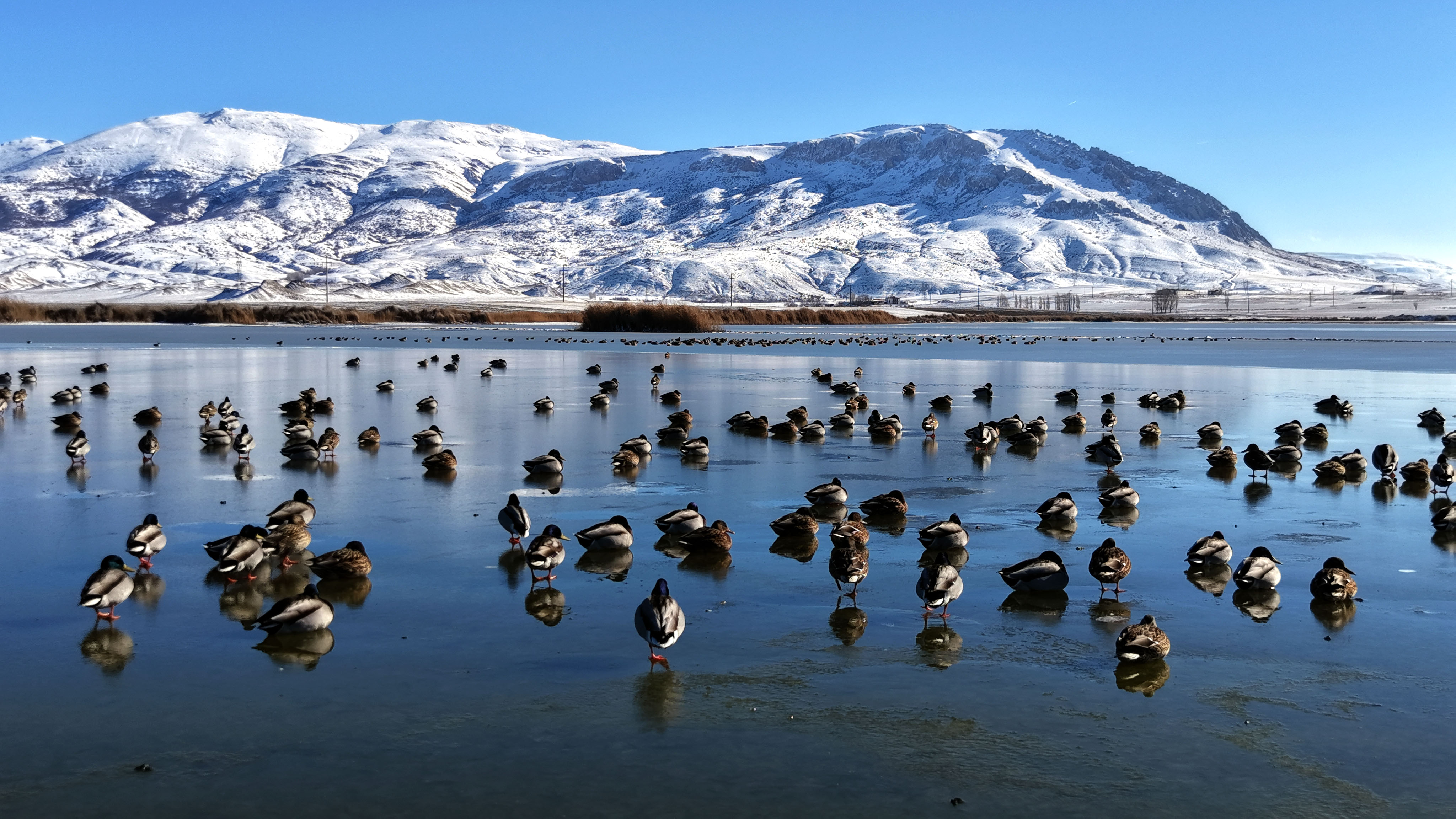Sivas'ta buz tutan gölün 'vefalı' sakinleri