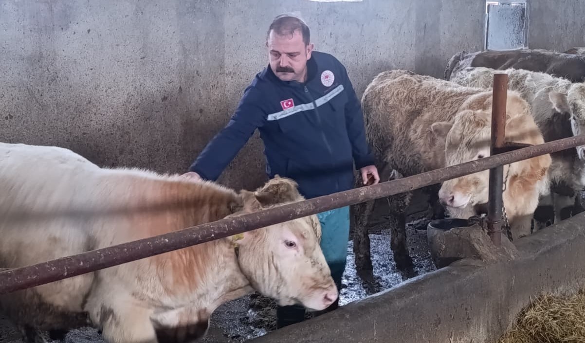 Sivas’ta şapla mücadele sürüyor