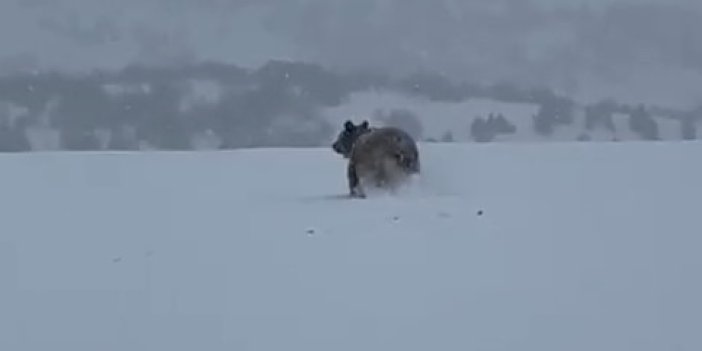 Sivas’ta soğuk havaya rağmen ayı doğada görüldü