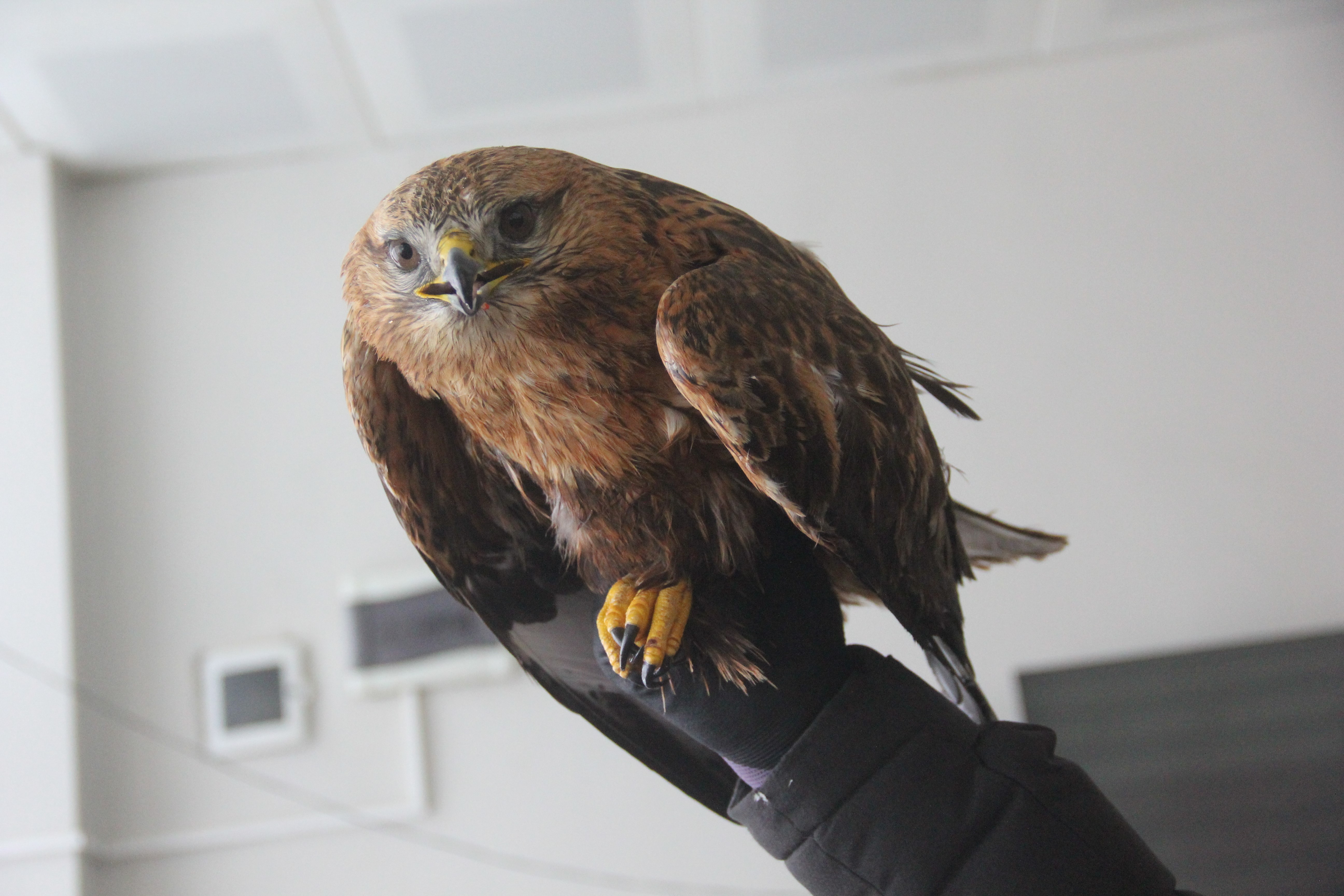Sivas’ta Soğuk Havada Kızıl Şahin’e Sahip Çıktı