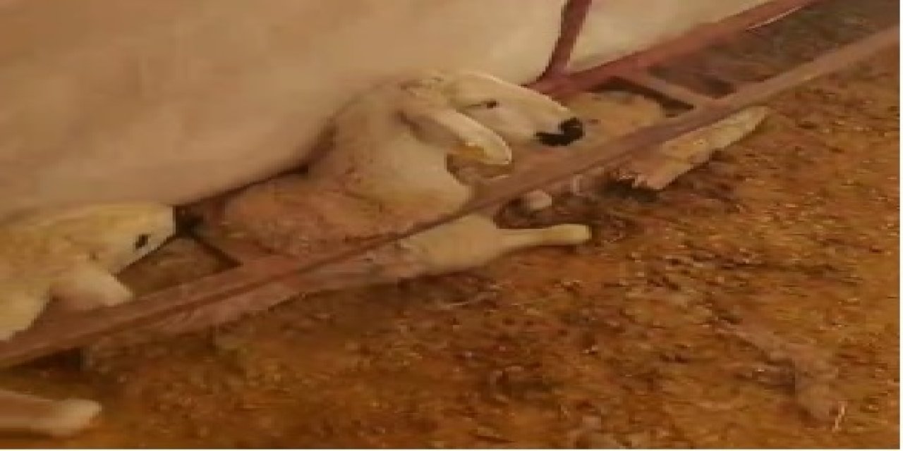 Sivas’ta yoğun kar hayvancılığı vurdu