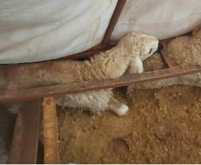 Sivas'ta Kar Faciası: Çadır Çöktü, Hayvanlar Telef Oldu