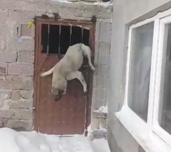 Sivas’ta Köyde Film Gibi Olay: Bir Ahır, Bir Kapı, Bir Köpek…