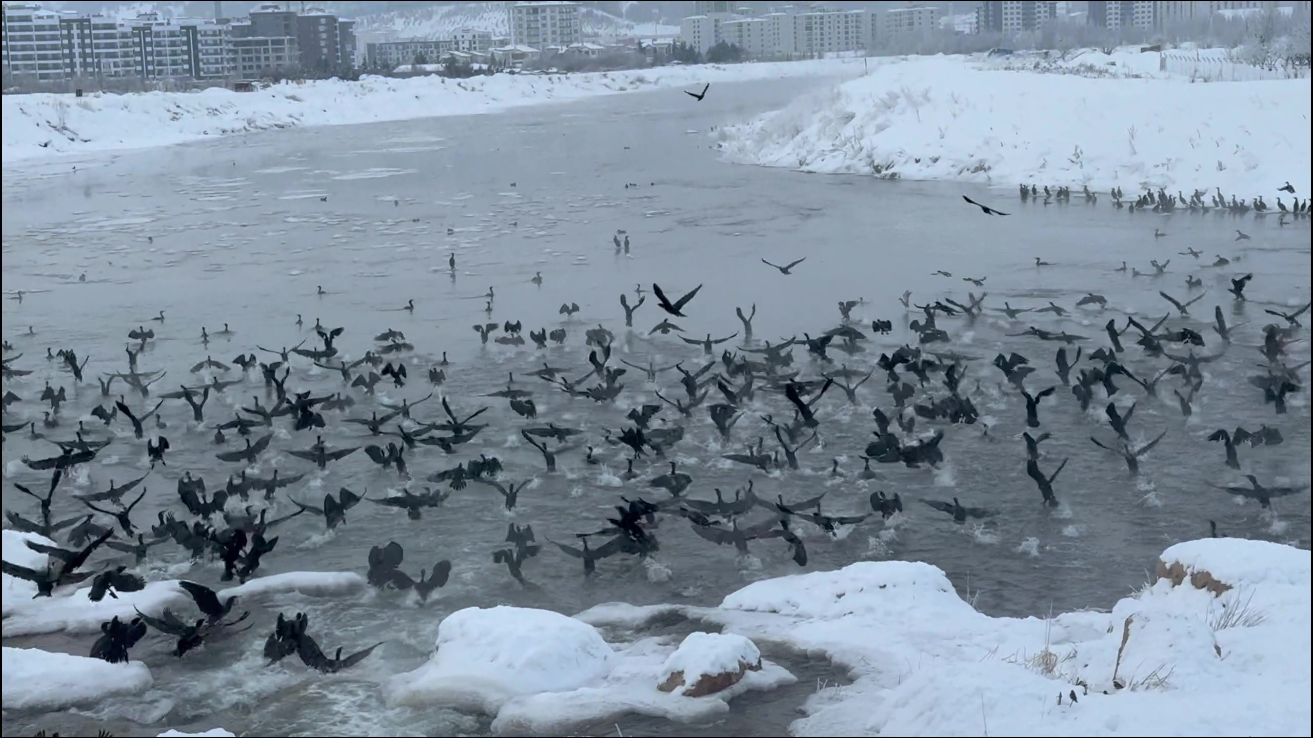 Kızılırmak'ta 'karabatak' şöleni