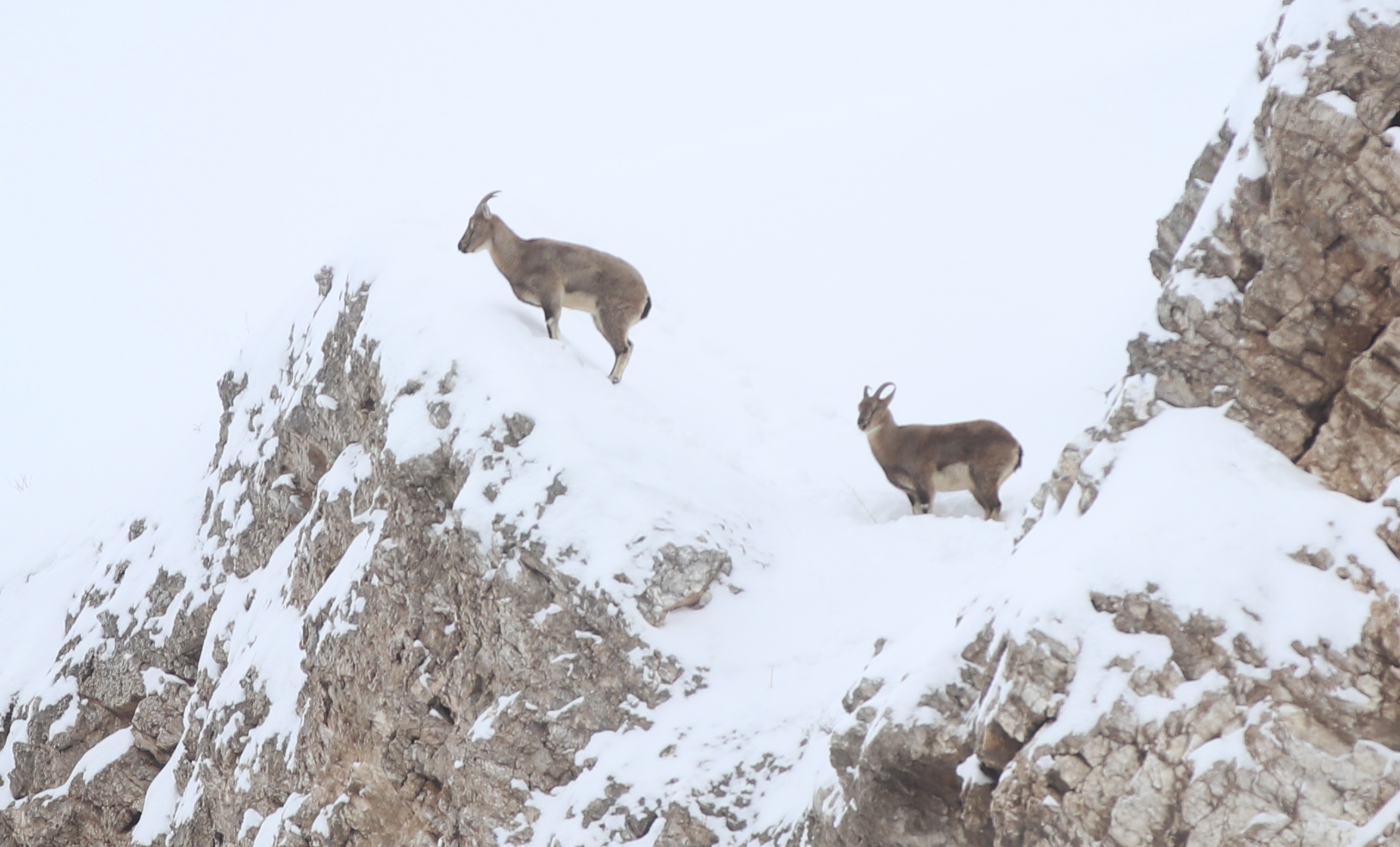 Sivas’ta Kar, Doğayı ve Yaban Hayatını Ortaya Çıkardı