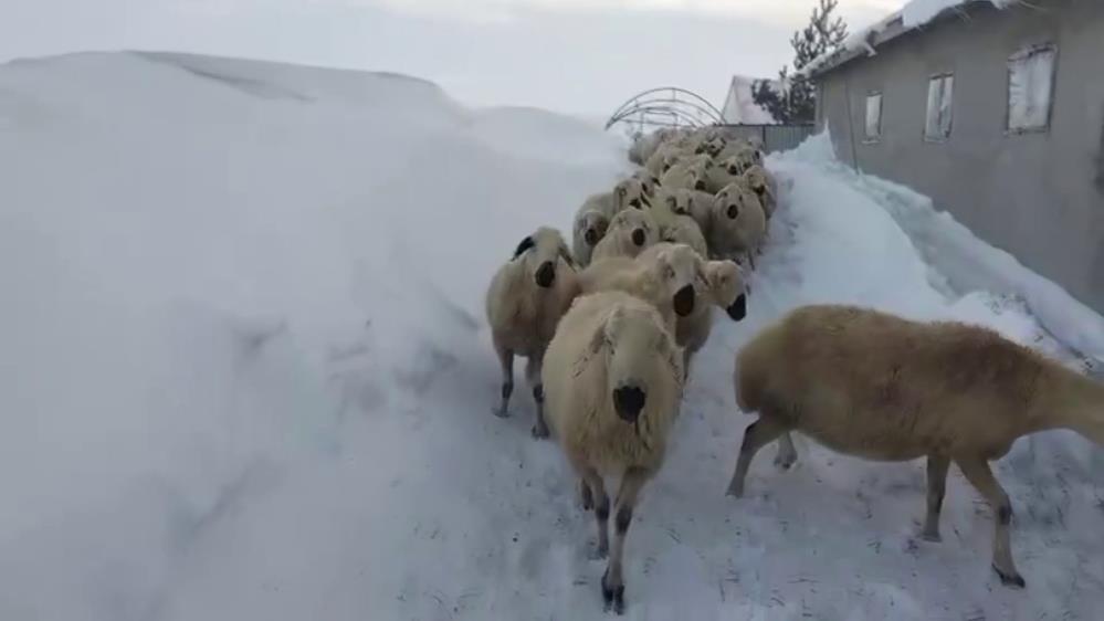 Sivas’ta yoğun kar en çok hayvancılığı etkiledi