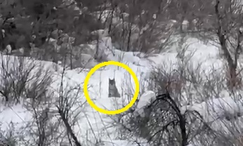 Ormanın hayaletleri Sivas'ta görüntülendi