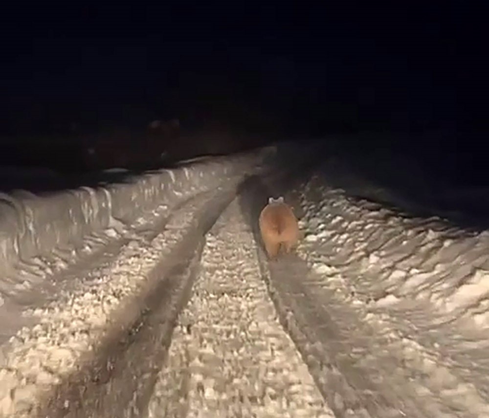 Sivas’ta kış ortasında ayı sürprizi