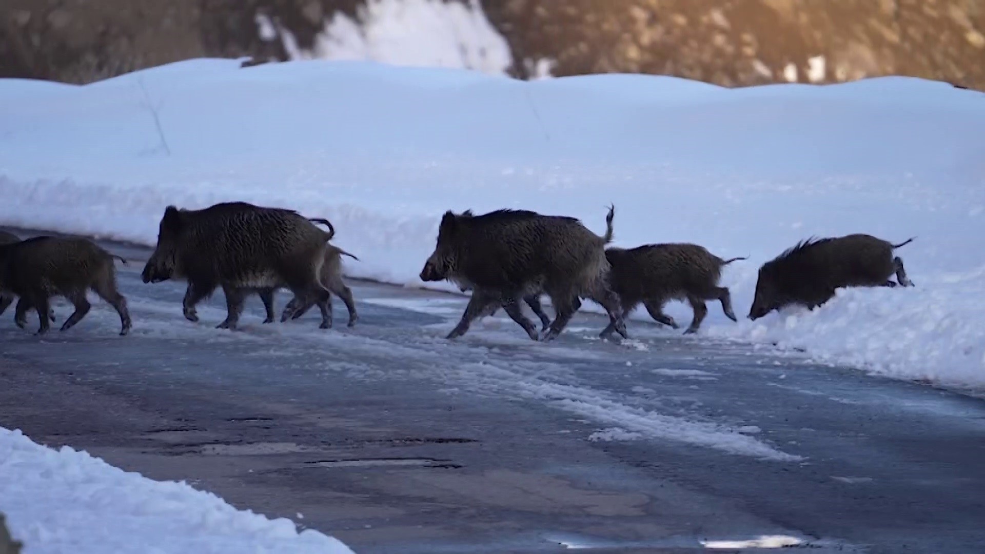Sivas’ta yaban hayatından etkileyici görüntüler
