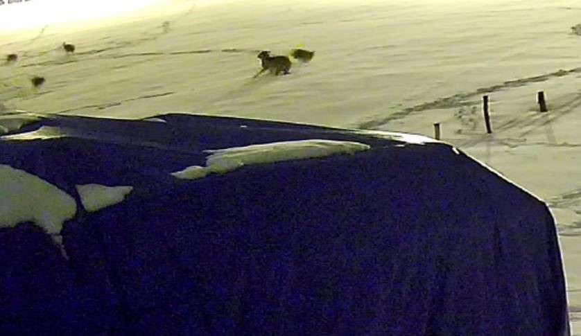 Sivas’ta aç kurtların dehşeti: 6 kurt köpeği parçaladı!