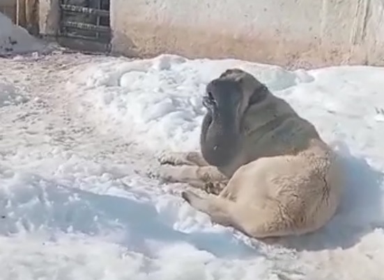 Sivas’ta Kahraman Kangal Gündemde: Görüntüler Tepki Çekti