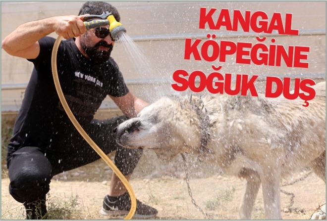 KANGAL KÖPEĞİNE SOĞUK DUŞ