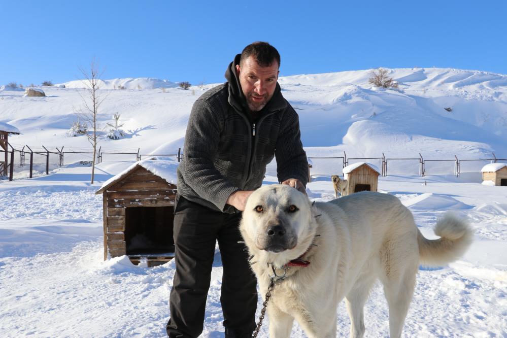 Gürün çengeli köpeklerin hayatta kalma sırrı oluyor