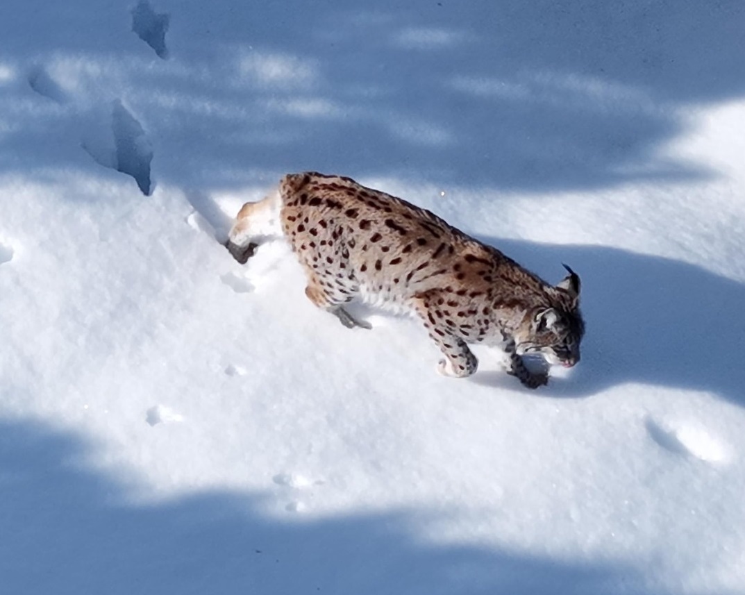 Sivas’ta vaşak drone kamerasına yansıdı